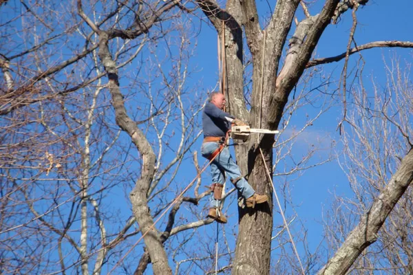 tree-removal-malvern-pa tree pruning