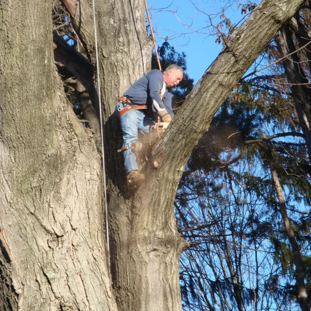 tree-trimming-malvern-pa tree pruning